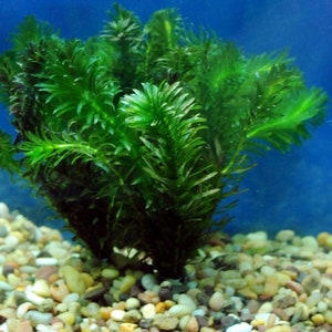 BUY 2 GET 1 FREE Anacharis Elodea Egeria Densa Live Aquarium Plants image 1