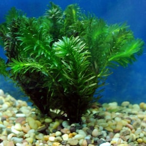 BUY 2 GET 1 FREE Anacharis Elodea Egeria Densa Live Aquarium Plants