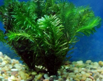BUY 2 GET 1 FREE Anacharis Elodea Egeria Densa Live Aquarium Plants