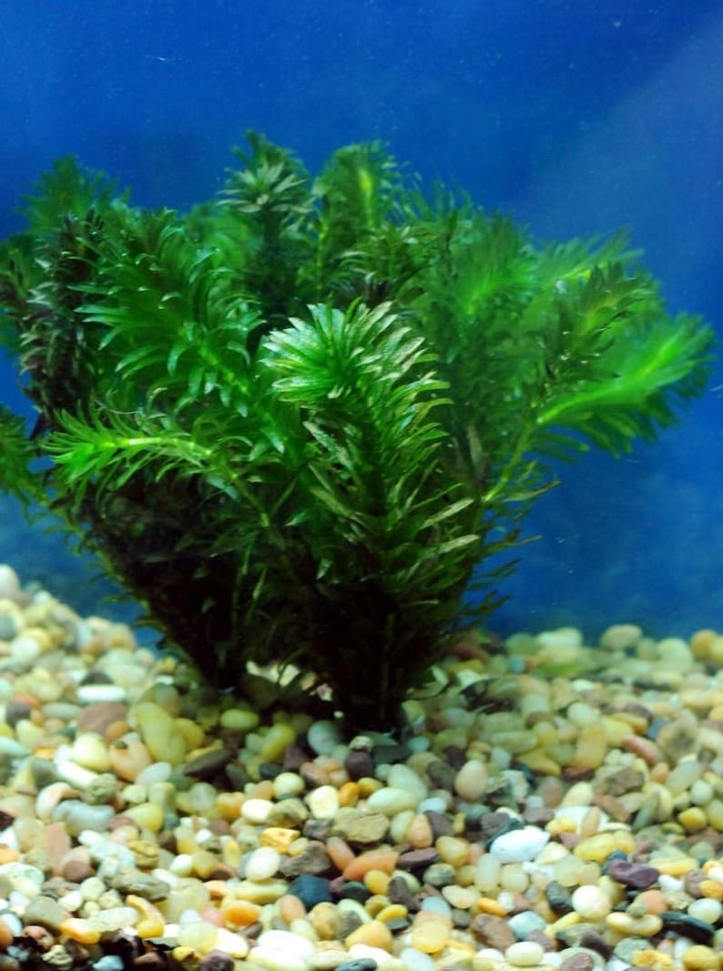 BUY 2 GET 1 FREE Anacharis Elodea Egeria Densa Live Aquarium Plants image 1
