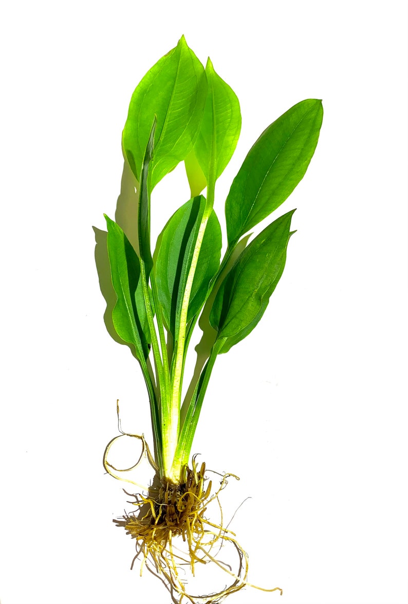 3x Amazon Sword Echinodorus Bleheri Live Aquarium Plants Aquatic Plants image 9