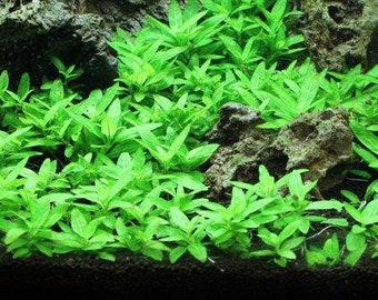 BUY 2 GET 1 FREE Staurogyne Repens S. Repens Easy Carpet Plant Live Aquarium plants