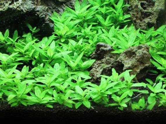 5 Staurogyne Repens S. Repens Easy Carpet Plant Live Aquarium | Etsy