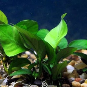 Anubias Nana Barteri Pot Live Aquarium Plant Aquatic Fish Tank Plants BUY 2 GET 1 FREE image 9