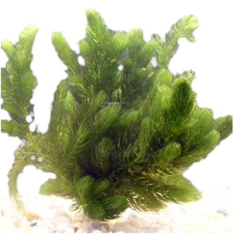 BUY 2 GET 1 FREE Hornwort Coontail Live Aquarium Plants image 3