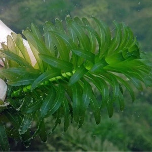 BUY 2 GET 1 FREE Anacharis Elodea Egeria Densa Live Aquarium Plants