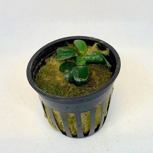 5 Anubias Nana Petite Pots Easy Live Aquarium Plants image 9