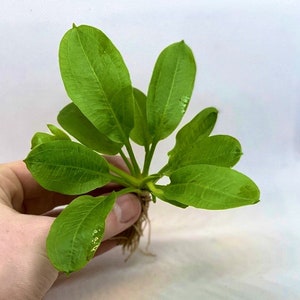 BUY 2 GET 1 FREE Echinodorus Parviflorus Rosette Sword Amazon Sword Plant Live Aquarium Plants image 5