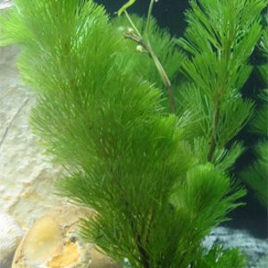 Cabomba Caroliniana Easy Live Aquarium Plants Aquatic Plants BUY 2 GET 1 FREE image 10