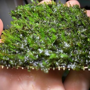 Puede incluir: Primer plano de musgo verde vibrante, densamente empaquetado y texturizado. El musgo se sostiene en una mano, mostrando su apariencia natural y orgánica. La imagen resalta el color rico y los intrincados detalles de la planta.