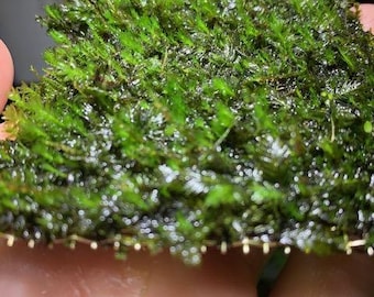 Fissidens Nobilis Moss Mat