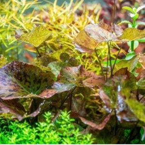 Tiger Lotus Nymphaea Zenkeri Live Aquarium Plants BUY 2 GET 1 FREE image 8