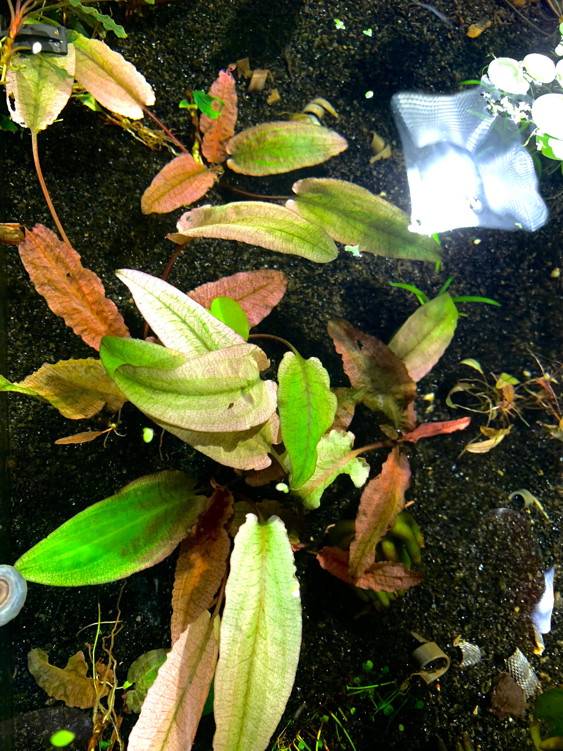 Cryptocoryne Wendtii Flower