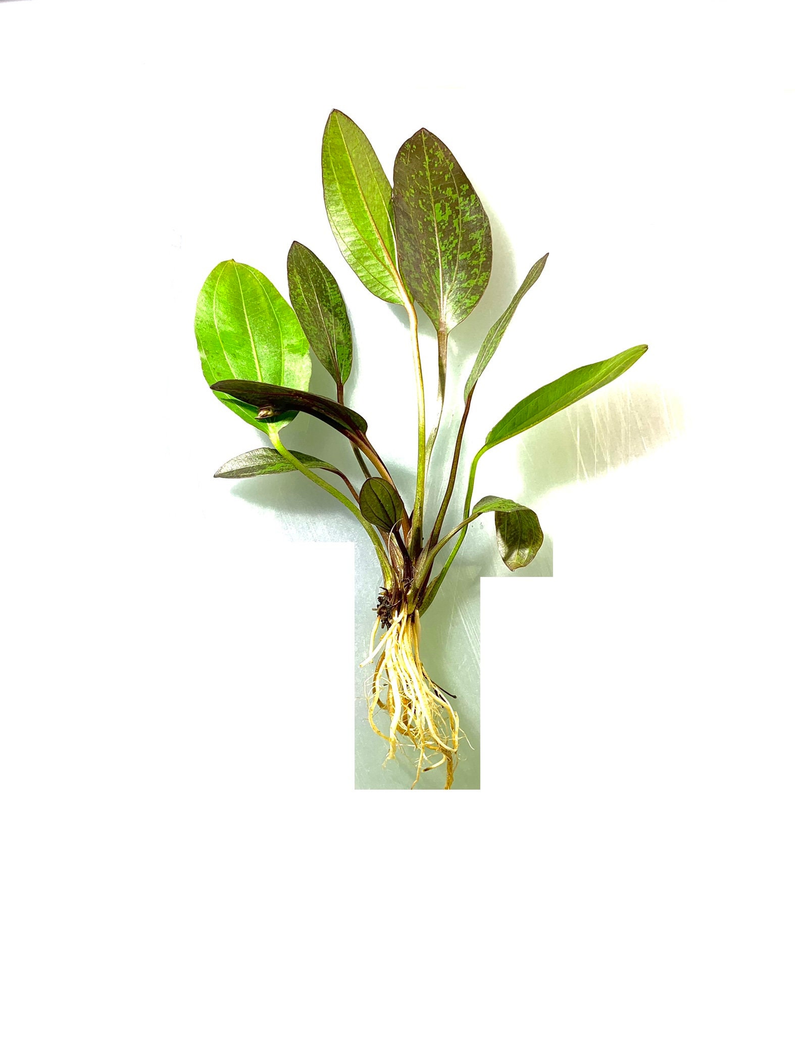 Red Flame Sword Live Aquarium Plant – Buy 2 Get 1 Free Deal On Echinodorus Horemanii 7 thumbnail image