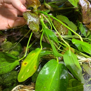 3x Red Flame Sword Echinodorus Red Flame Echinodorus Schlueteri Live Aquarium Plants Aquatic Plants image 10