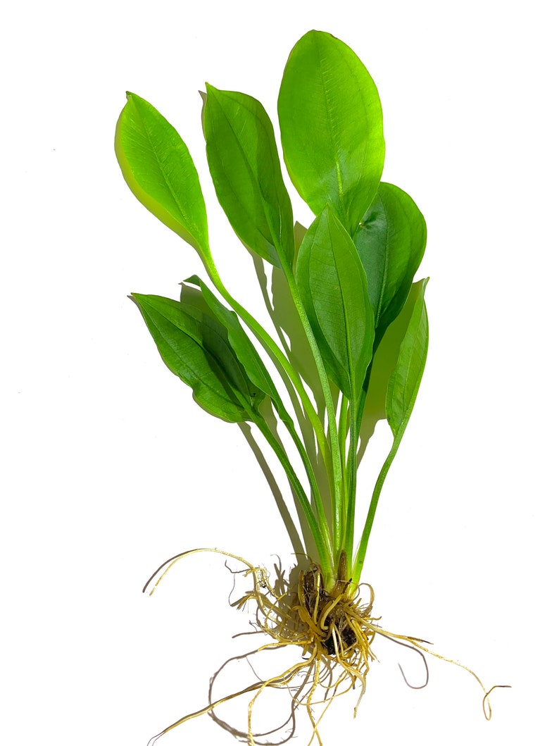 3x Amazon Sword Echinodorus Bleheri Live Aquarium Plants Aquatic Plants image 3