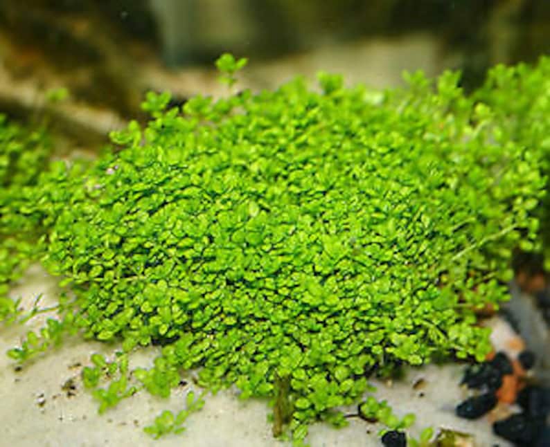 May include: A close-up of a dense patch of bright green aquatic plants growing in a fish tank. The plants have small, delicate leaves and are growing in a cluster.