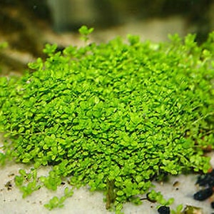May include: A close-up of a dense patch of bright green aquatic plants growing in a fish tank. The plants have small, delicate leaves and are growing in a cluster.