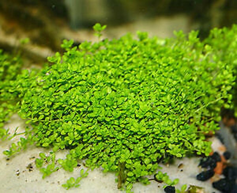 May include: A close-up of a dense patch of bright green aquatic plants growing in a fish tank. The plants have small, delicate leaves and are growing in a cluster.