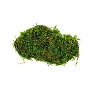 BUY 2 GET 1 FREE Christmas Moss Vesicularia Montagnei On Lava Rock Easy Live Aquarium Plants Beta fish plants image 2