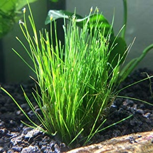 3x Dwarf Hair Grass Eleocharis Acicularis Live Aquarium Plants image 7