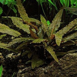 May include: A close-up of a green aquatic plant with brown leaves. The plant is growing in a tank with rocks and gravel.