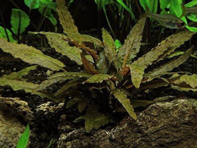 May include: A close-up of a green aquatic plant with brown leaves. The plant is growing in a tank with rocks and gravel.