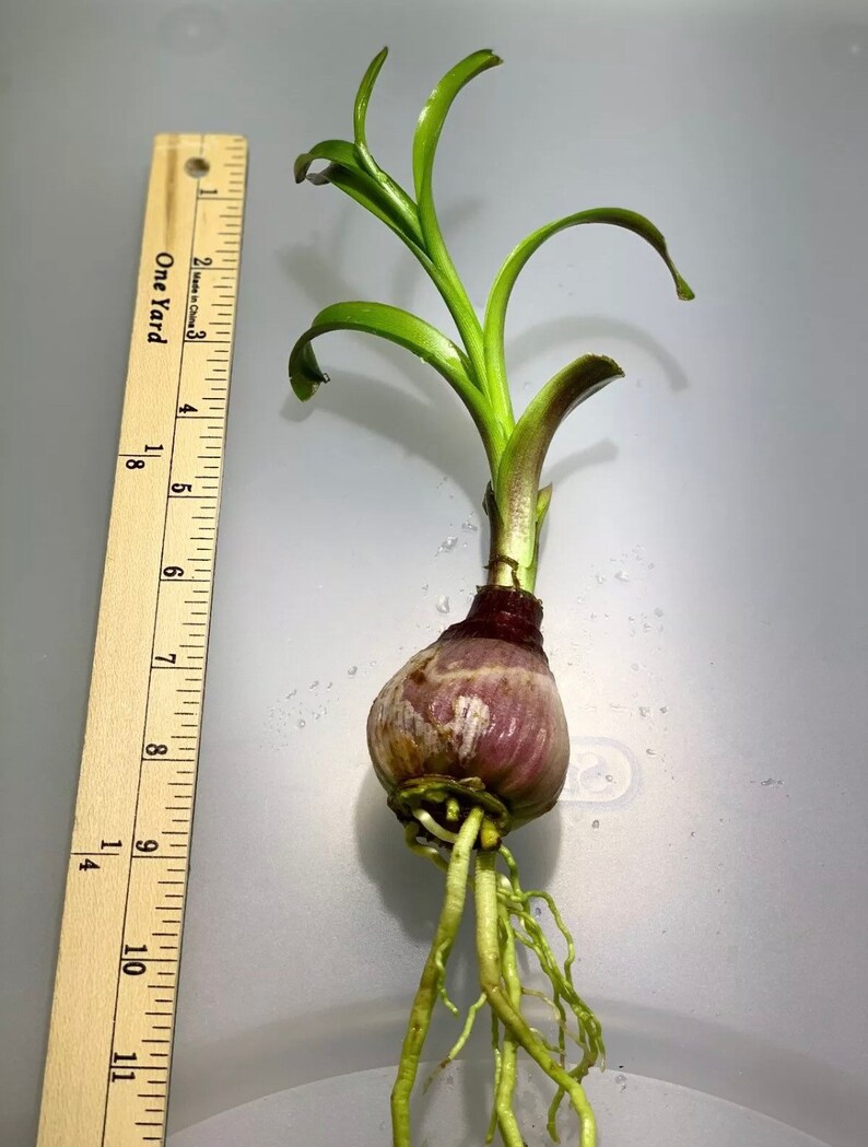 Crinum Thaianum Thai Onion Water Onion Live Aquarium Plants Etsy