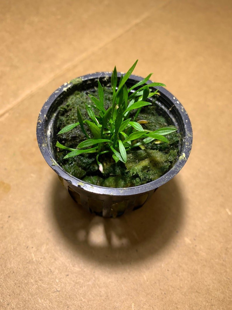 Op de afbeelding: Een kleine groene plant die groeit in een zwarte plastic pot met een groen mosachtig materiaal.