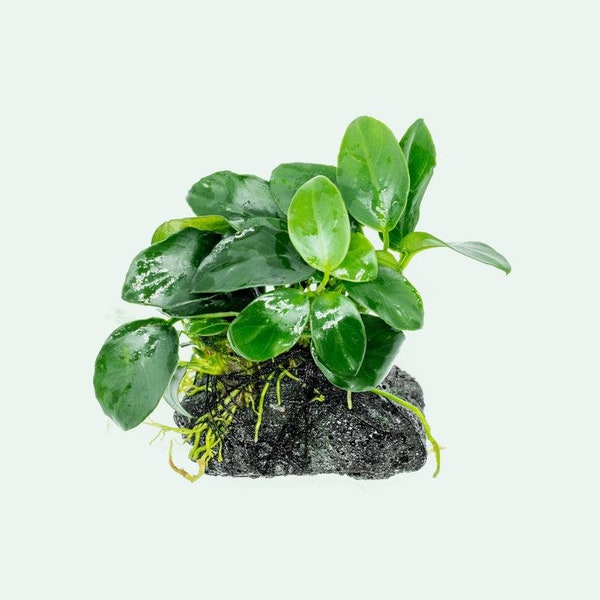 BUY 2 GET 1 FREE Anubias Nana Petite On Lava Rock Easy Live Aquarium Plant