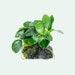 see more listings in the Plants On Rock/Wood section