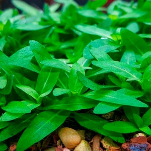 May include: Close-up of a lush green carpet of small, narrow leaves. The leaves are densely packed together, creating a vibrant green texture.