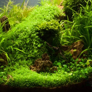 May include: A lush green aquarium tank with various types of aquatic plants, including a carpet of moss, tall grasses, and a leafy plant in the background. The tank is filled with clear water and has a natural, earthy feel.