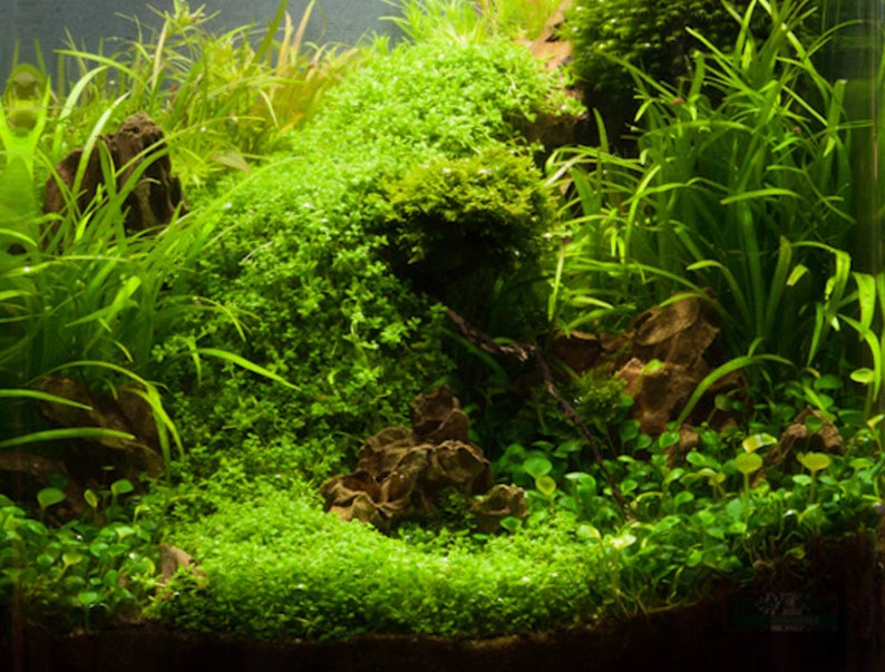 May include: A lush green aquarium tank with various types of aquatic plants, including a carpet of moss, tall grasses, and a leafy plant in the background. The tank is filled with clear water and has a natural, earthy feel.