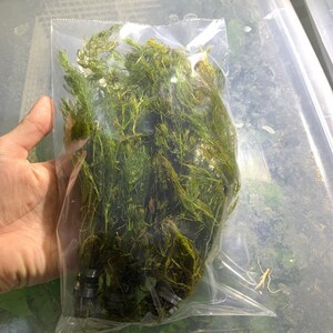 BUY 2 GET 1 FREE Hornwort Coontail Live Aquarium Plants image 8