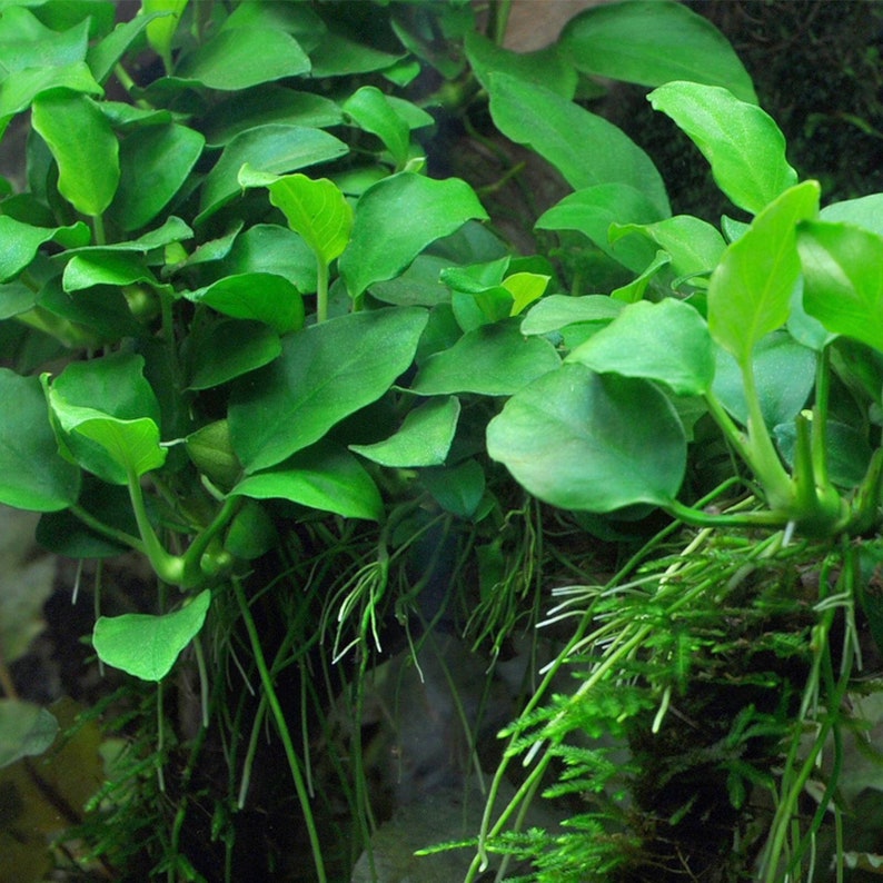 Anubias Nana Barteri Pot Live Aquarium Plant Aquatic Fish Tank Plants BUY 2 GET 1 FREE image 1