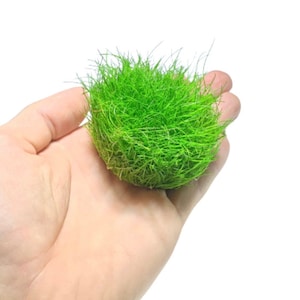 Dwarf Hair Grass Tissue Culture Cup Eleocharis Parvula | Live Aquarium Plants | BUY 2 GET 1 FREE | Free Shipping