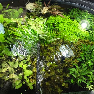 50 Live Aquarium Plants Aquatic Plant Variety Pack 50 Freshwater Plants