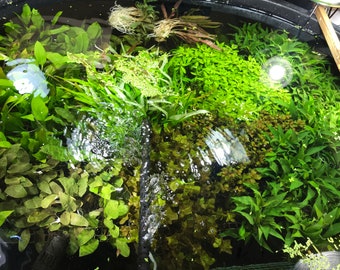 50 Live Aquarium Plants Aquatic Plant Variety Pack 50 Freshwater Plants