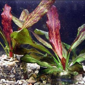 3x Red Flame Sword Echinodorus Red Flame Echinodorus Schlueteri Live Aquarium Plants Aquatic Plants image 5