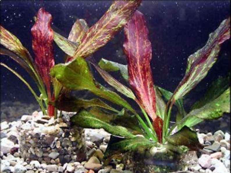 3x Red Flame Sword Echinodorus Red Flame Echinodorus Schlueteri Live Aquarium Plants Aquatic Plants image 5