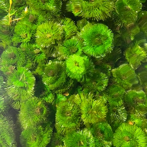 BUY 2 GET 1 FREE Cabomba Easy Live Aquarium Plants Aquatic Plants image 6