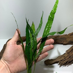BUY 2 GET 1 FREE Java Fern Microsorum pteropus Easy Live Aquarium Plants