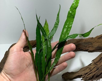 BUY 2 GET 1 FREE Java Fern Microsorum pteropus Easy Live Aquarium Plants