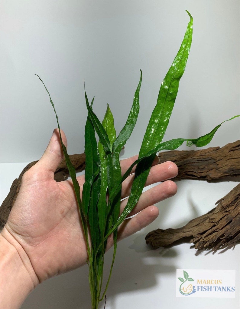 BUY 2 GET 1 FREE Java Fern Microsorum Pteropus Easy Live Aquarium ...