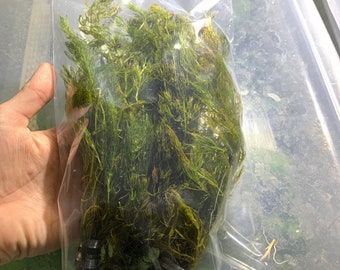 Hornwort Coontail Live Aquarium Plants BUY 2 GET 1 FREE