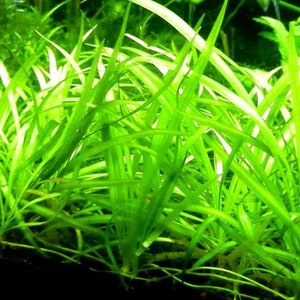 BUY 2 GET 1 FREE Dwarf Sagittaria Subulata Dwarf Sag Live Aquarium Plants image 1