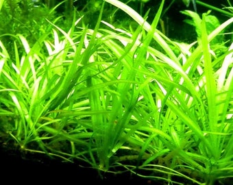 BUY 2 GET 1 FREE Dwarf Sagittaria Subulata Dwarf Sag Live Aquarium Plants