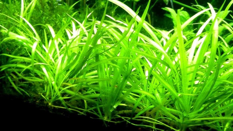 BUY 2 GET 1 FREE Dwarf Sagittaria Subulata Dwarf Sag Live Aquarium Plants image 1