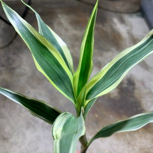 BUY 2 GET 1 FREE Sanderiana Variegated Dracaena Sanderiana Easy Terrarium Plant Live House Plant Tropical House Plant